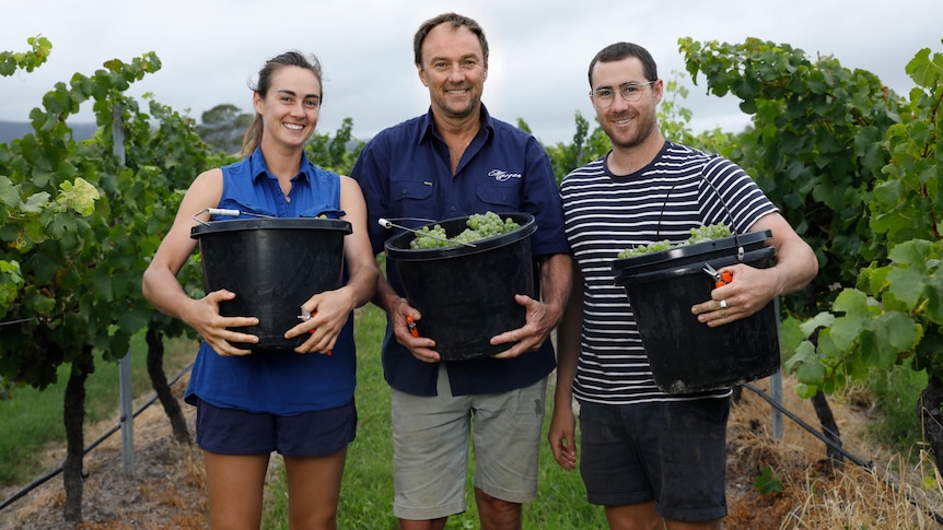 A young woman and two men stand holding wine grapes in black buckets.