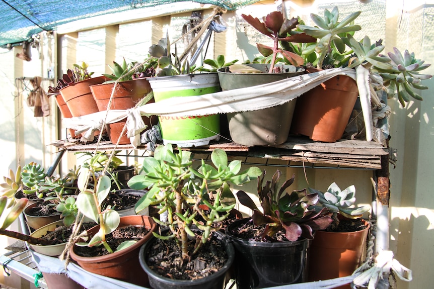The suburban dream garden includes places to sit rows of recycled pots with fresh succulents