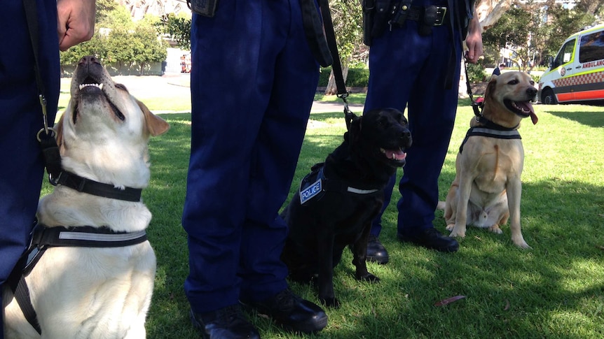 NSW Police dogs at Hyde Park