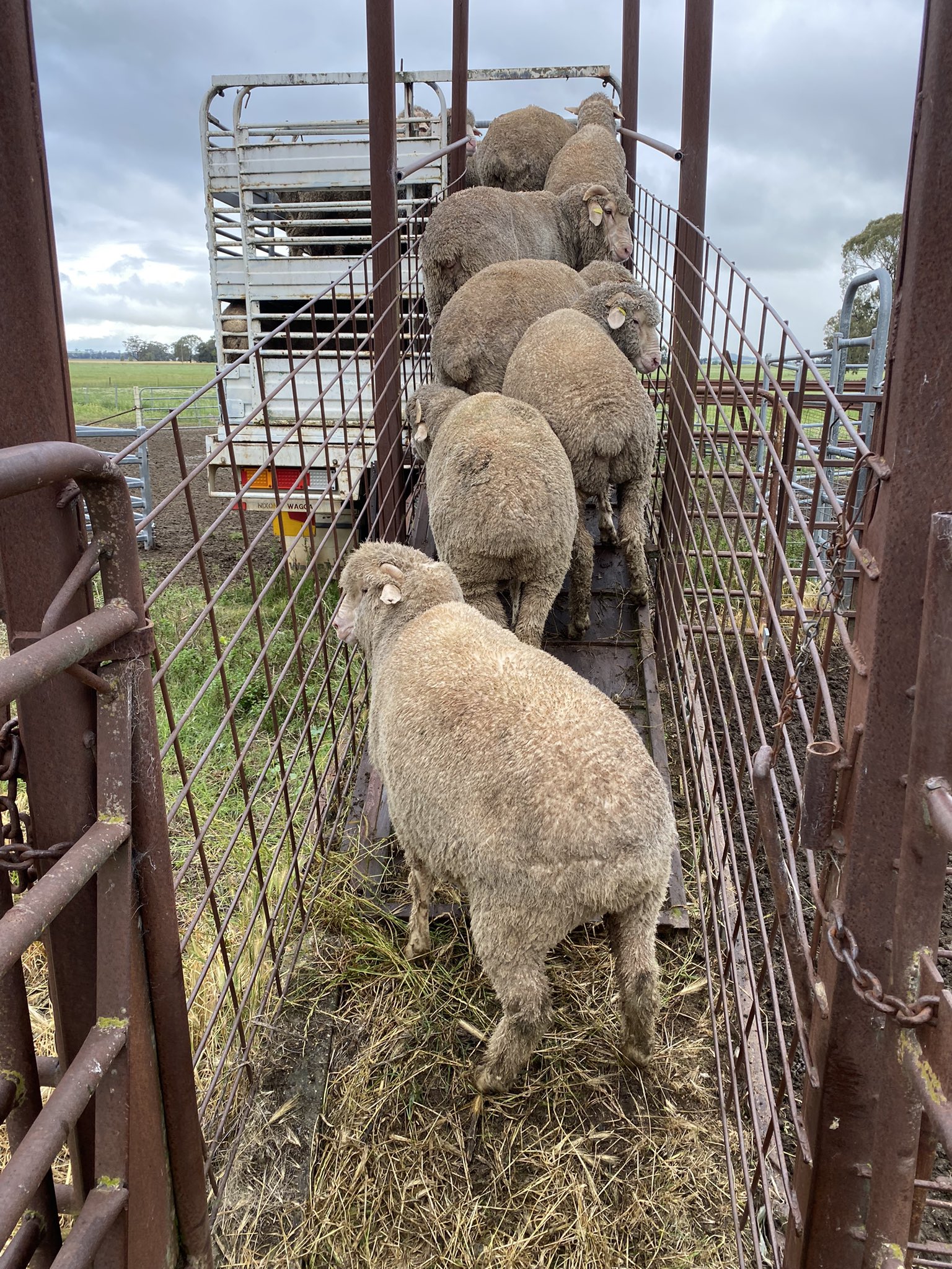 Sheep walking up a ramp