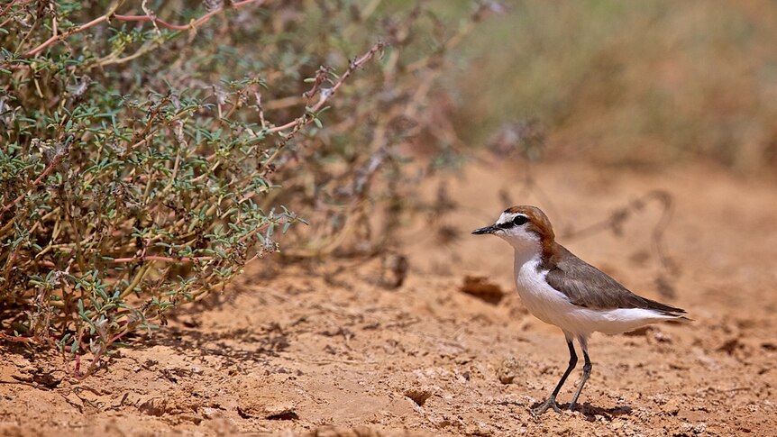 Red capped plover