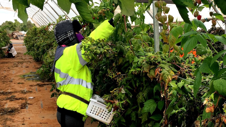 Foreign worker picking raspberries.  They are wearing a hi-vis jacket and a dark beanie with ear flaps
