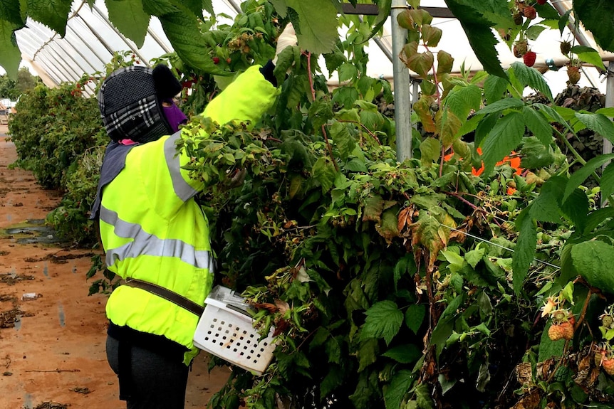 Foreign workers pick raspberries.