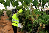 Foreign workers pick raspberries.