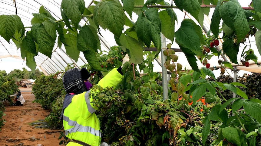 A worker in hi-vis picks fruit from a bush.
