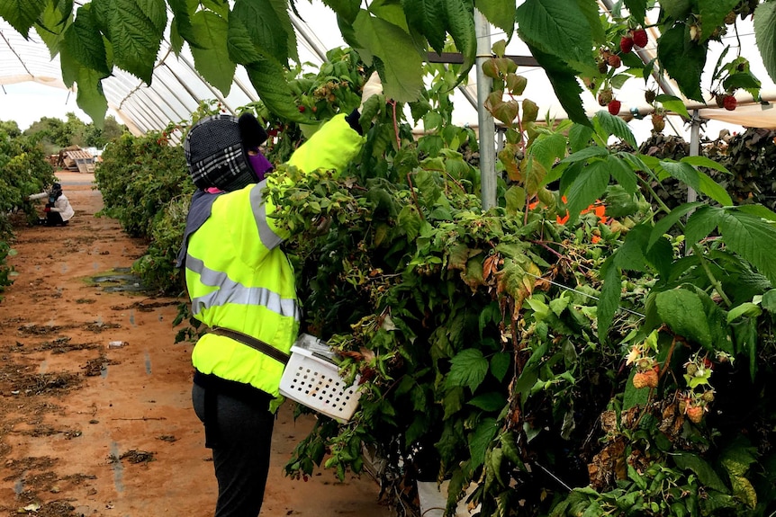 A worker in hi-vis picks fruit from a bush.