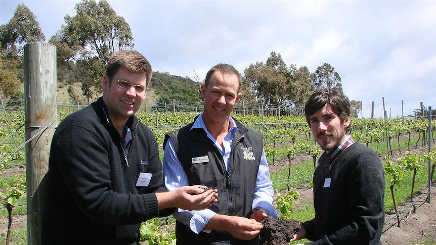 Matthew Pooley, Joel Williams and Sam Rees in vineyard