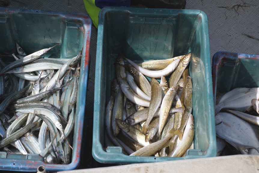 A picture of fish sorted in tubs on a commercial fisherman's boat at Port Franklin.