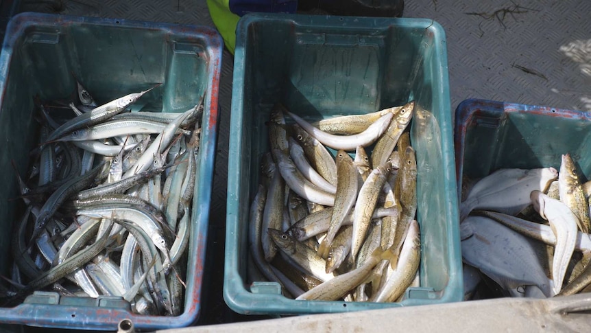 A picture of fish sorted in tubs on a commercial fisherman's boat at Port Franklin.