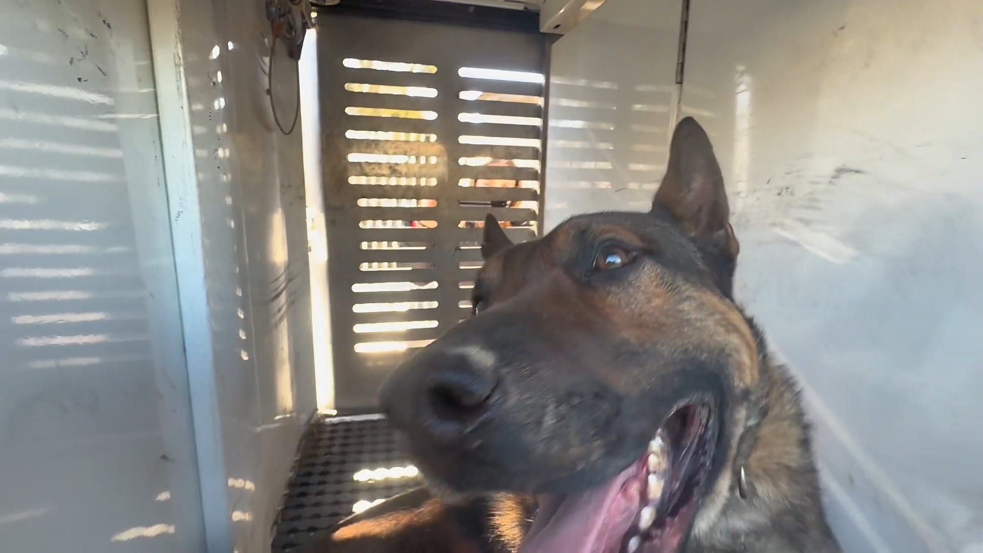 Dogs to be euthanased after man's death in suspected attack