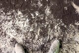 brown coal dust footprints