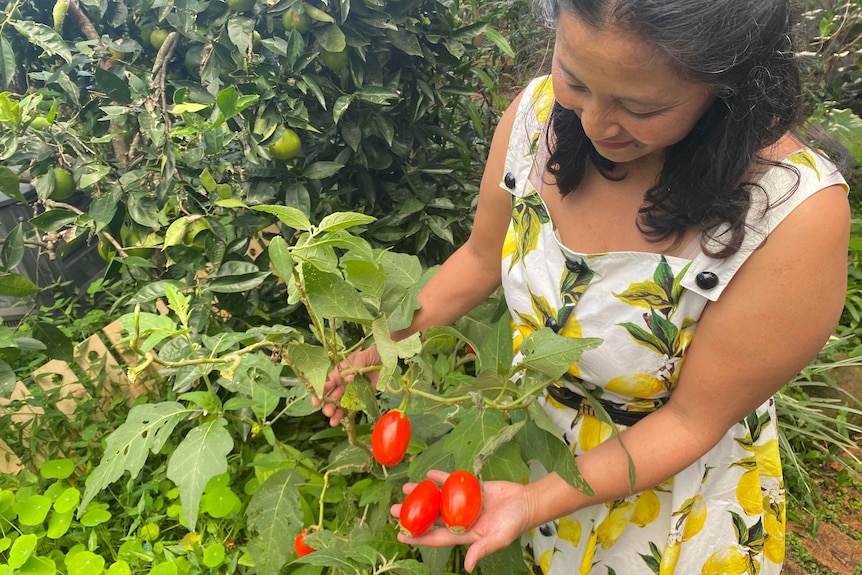 A lady smiling at a tree with red vegetables on it. 