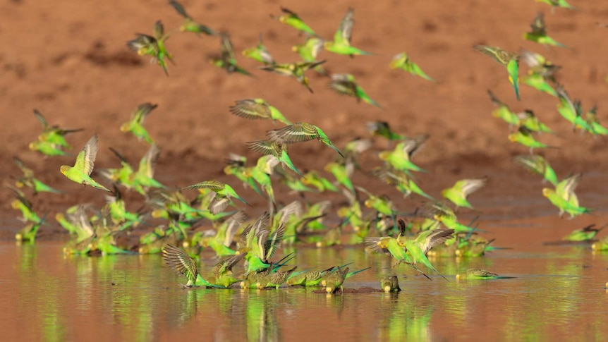 Budgies flying and dipping into a waterhole, with red dirt in the background.