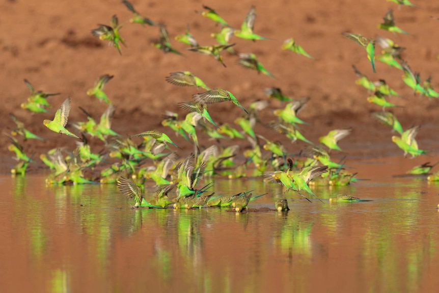 Budgies flying and dipping into a waterhole, with red dirt in the background.