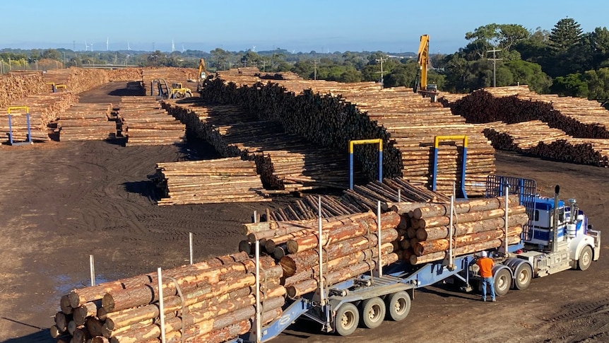 A large truck carrying neatly piled wood logs enters a large yard with thousands of large wooden logs.