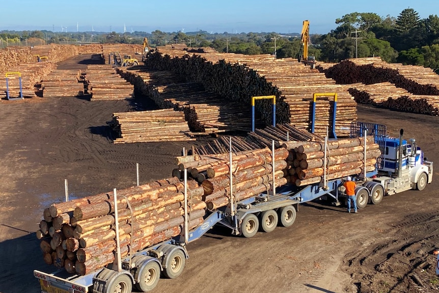 A large truck carrying neatly piled wood logs enters a large yard with thousands of large wooden logs.