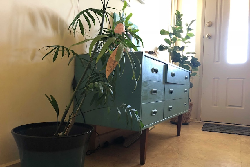 Entranceway lined with plants and a dresser.