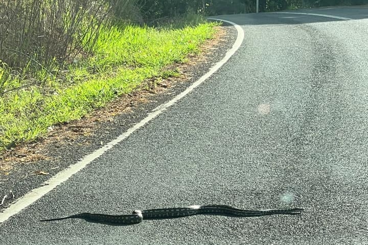 Black snake on a bitumen road in the sun