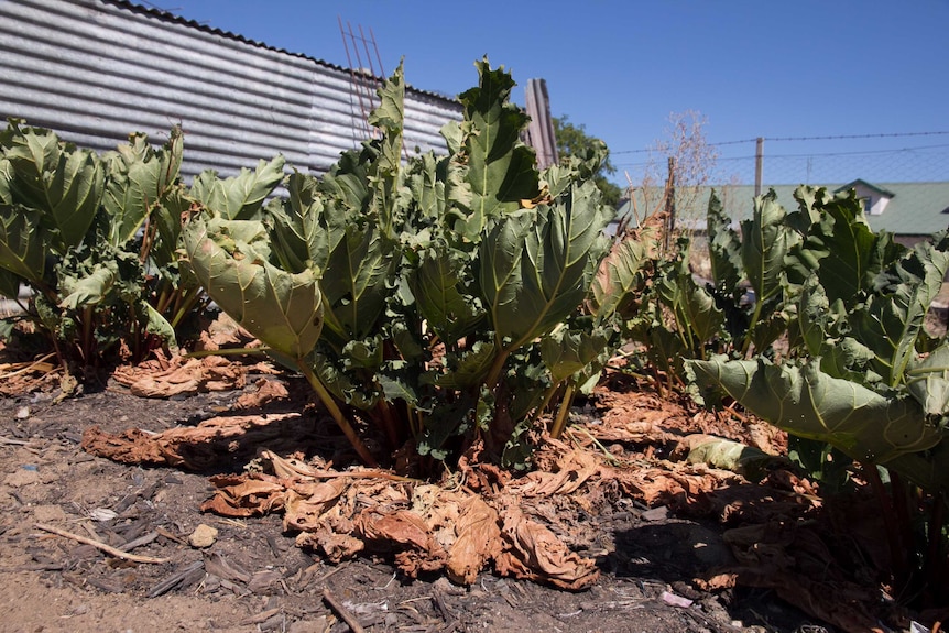 Dry vegetables in a garden