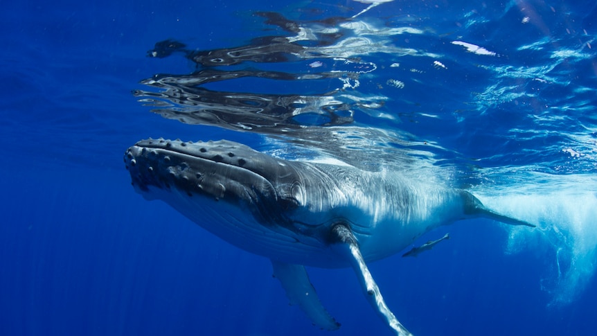 A single humpback whale swims through the blue ocean.