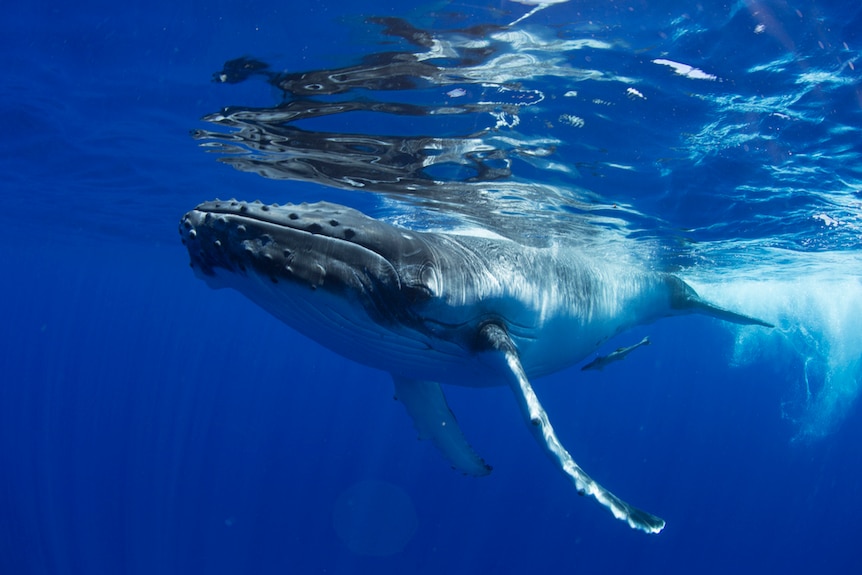 A single humpback whale swims through the blue ocean.