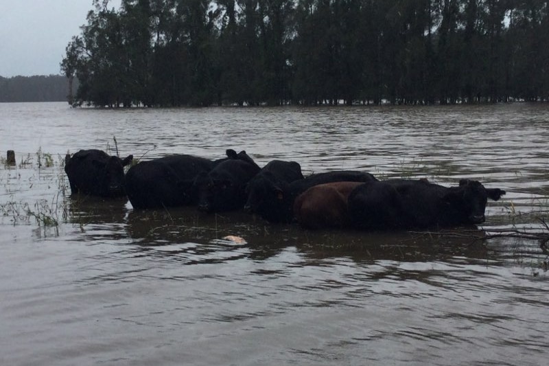 Eight black cows huddled together surrounded by floodwater.