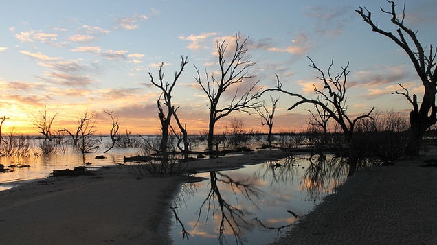 Trees sticking out of the Menindee Lakes in far west New South Wales
