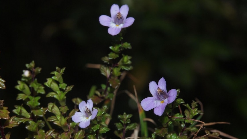 The purple flowers of a rare Lamington Eyebright plant.