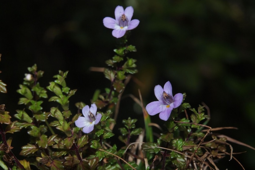 The purple flowers of a rare Lamington Eyebright plant.