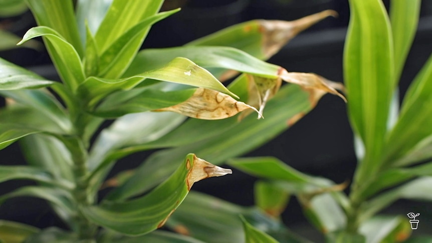 An indoor plant with the tips of the leaves browning.