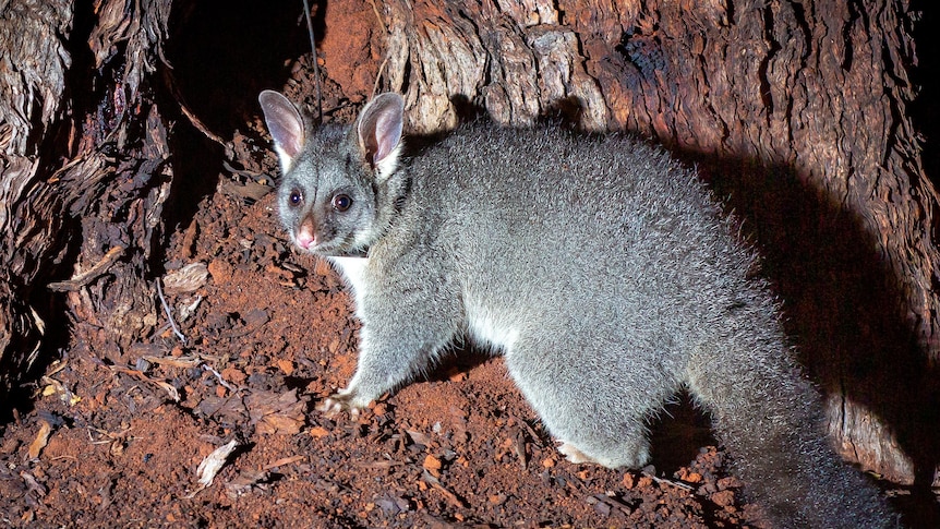 A brushtail possum next to a tree