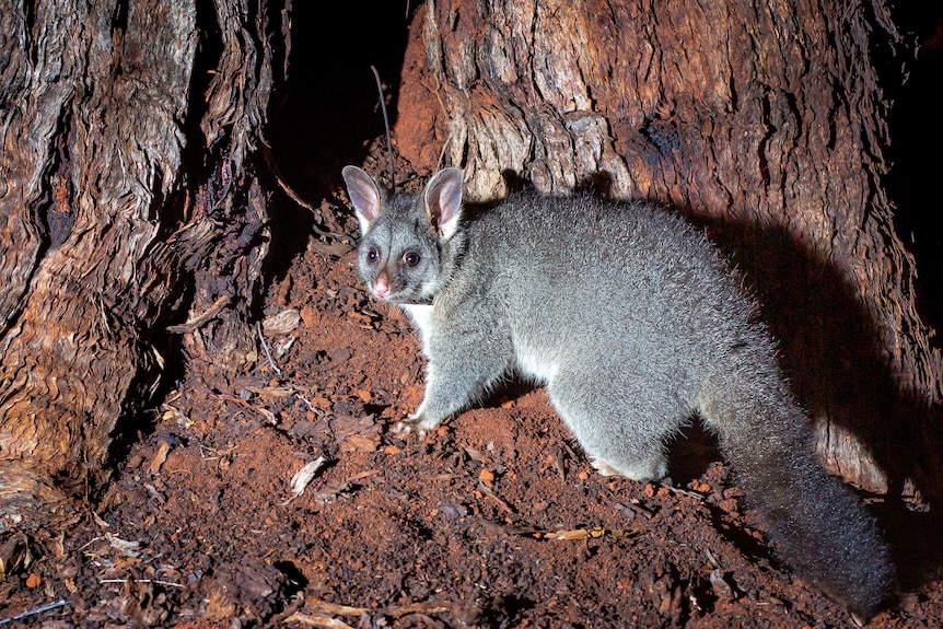 A brushtail possum next to a tree