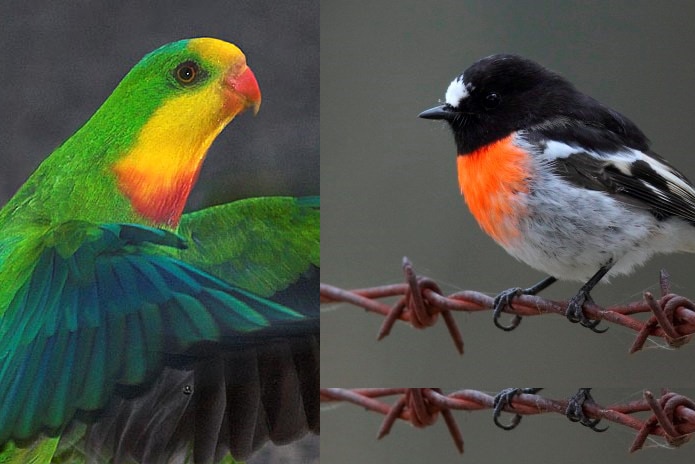 A Superb Parrot ready to take flight and a Scarlet Robin on barbed wire.