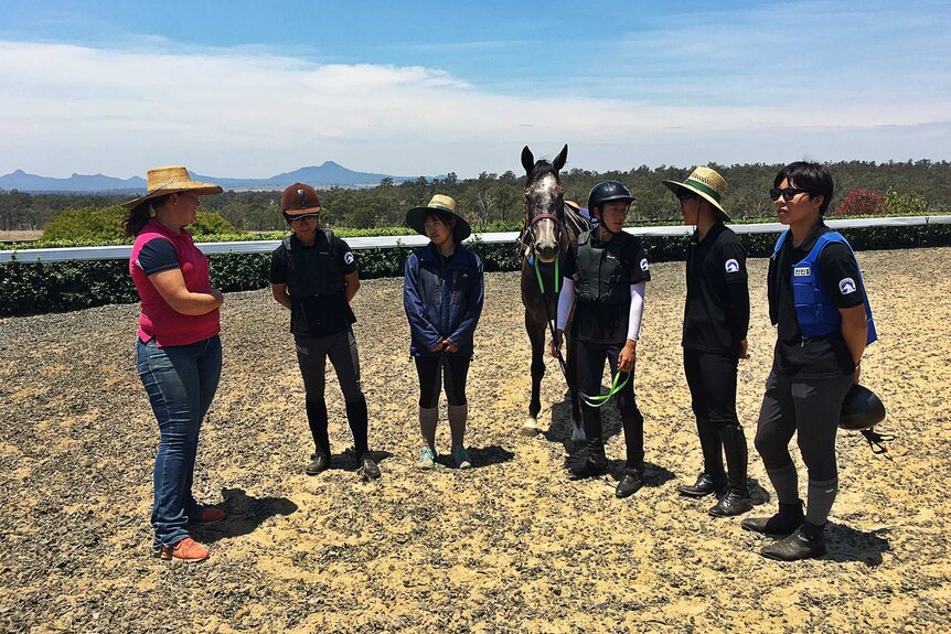 A group of Korean students are being hosted by a horse stud near Ipswich for work experience.