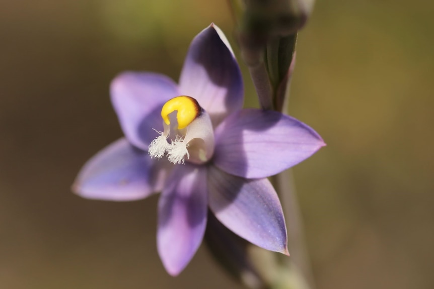 Sun orchid