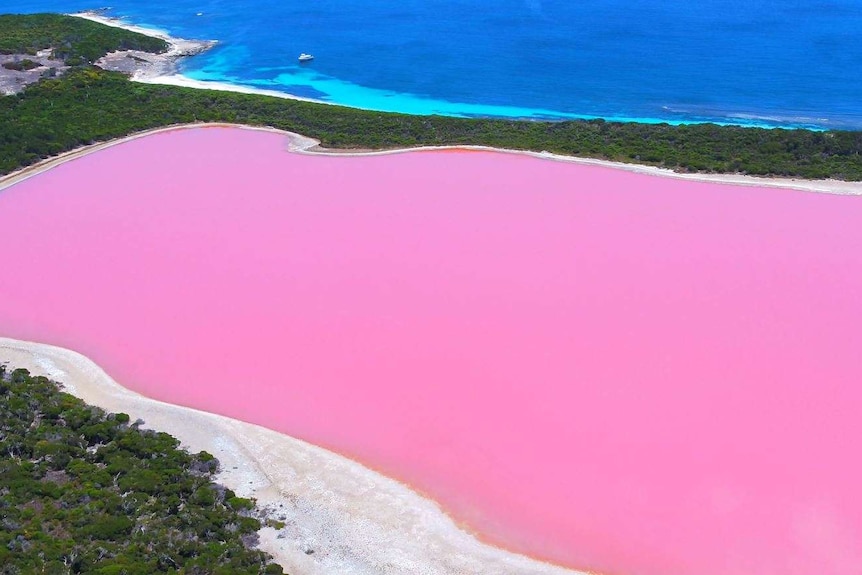 An aerial shot of a lake, coloured bright pink, surrounded by greenery alongside a bright blue ocean.