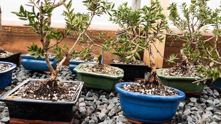 Picture of small trees in pots