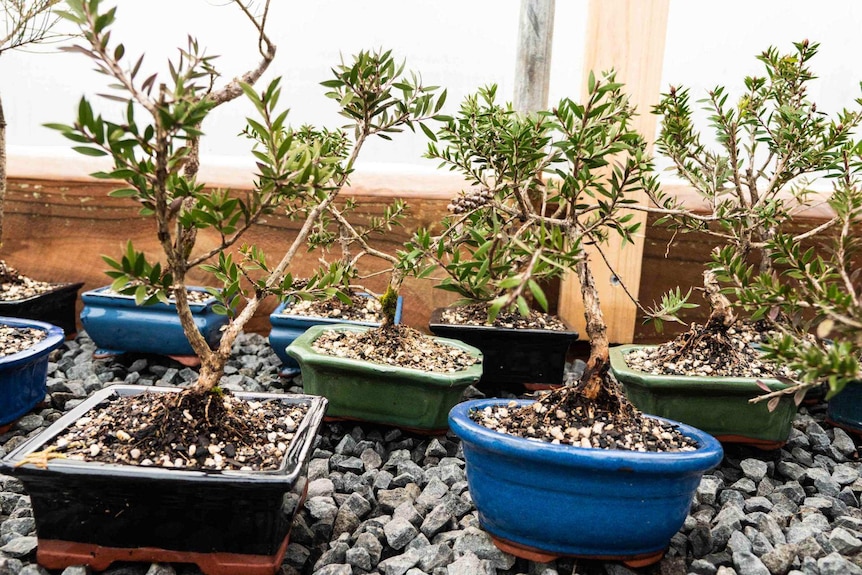 Picture of small trees in pots