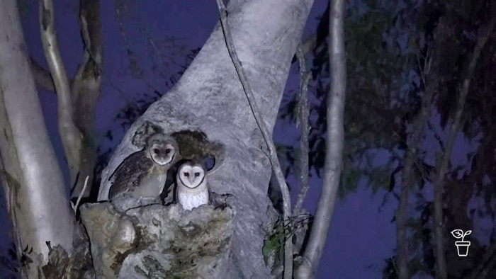 Two owls sitting in a tree hollow at night
