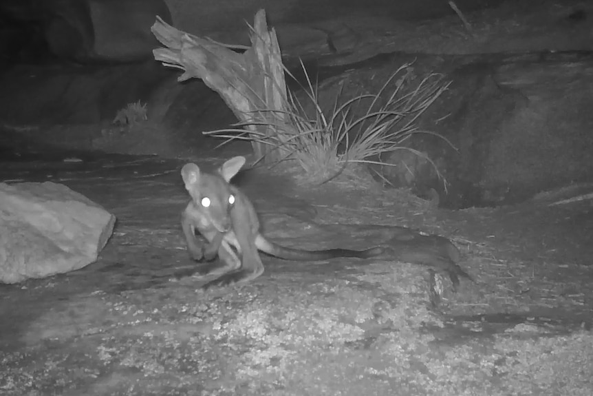 A brush-tail rock-wallaby joey at night in the Grampians.
