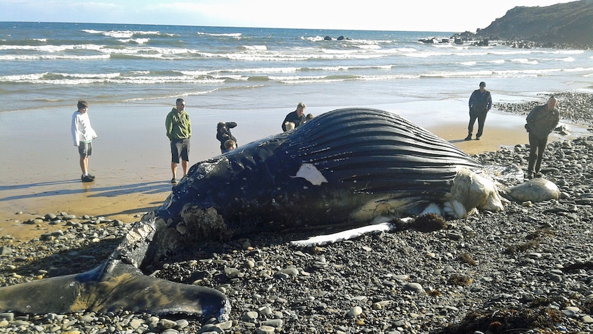 Dead humpback whale on a beach at Devonport