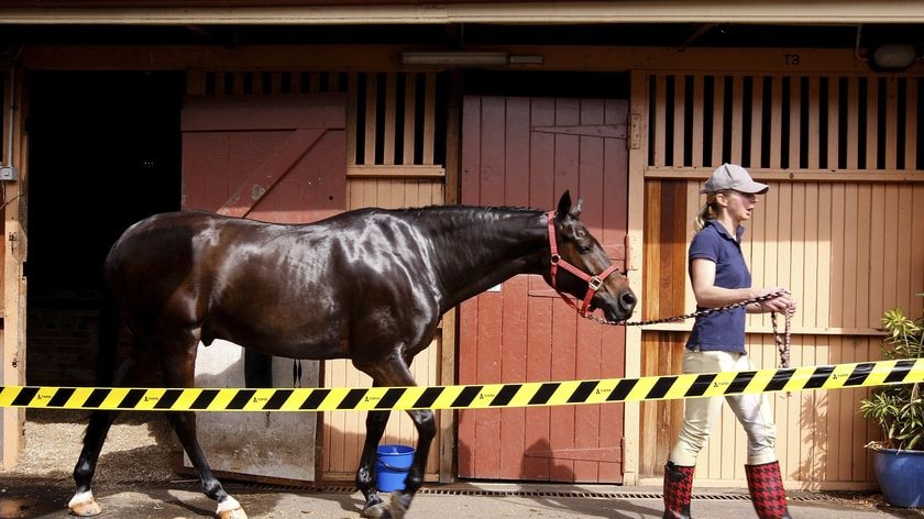 A strapper leads a horse