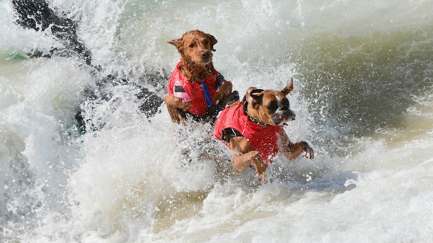 Surf City surf dog