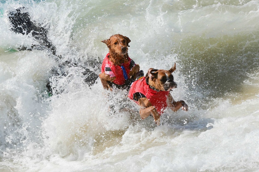 Surf City surf dog