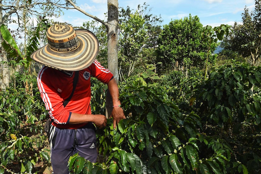 A worker checks coffee beans in Narino, south-western Colombia