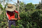 A worker checks coffee beans in Narino, south-western Colombia