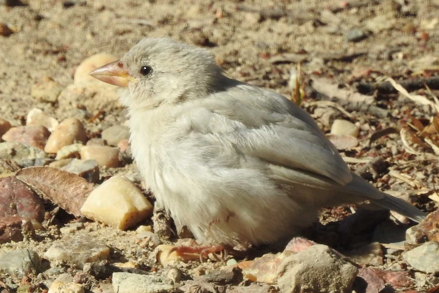 A white bird sitting on the ground with rocks and dry grass