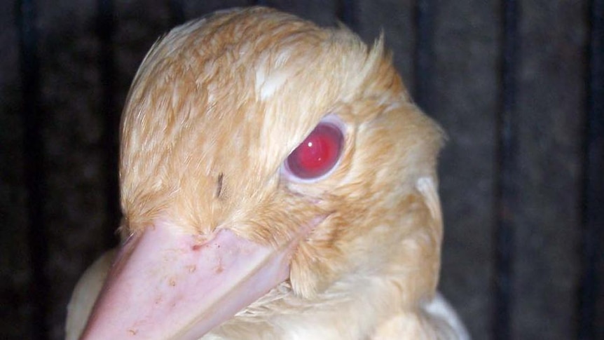 One of the albino blue-winged kookaburras perches in a wildlife hospital.