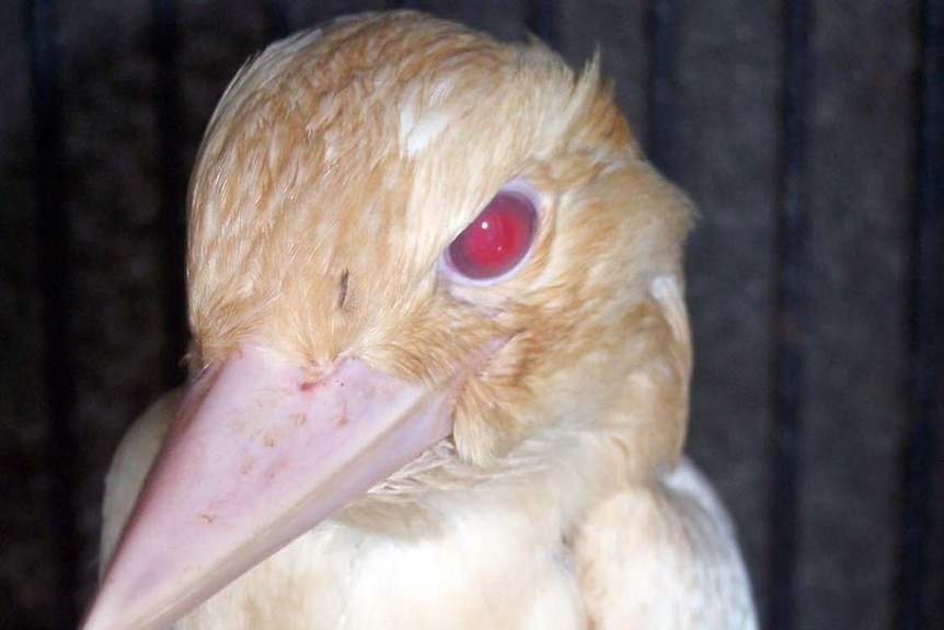 An albino baby kookaburra in front of a dark background.