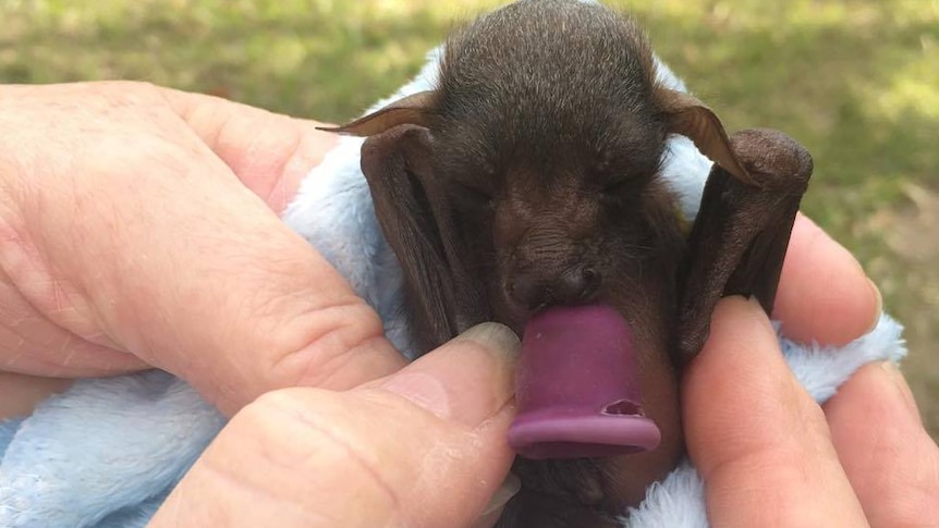 A baby little-red flying fox, which will be tracked under a $2.7 million program.